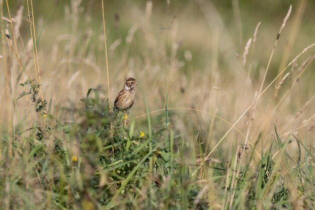 Allodola eurasiatica (Alauda Arvensis) arroccato su una levetta da un campo a fine estate