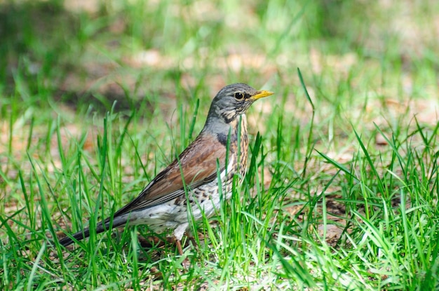 Allodole Cesene Beccacce Turdus pilaris nell'erba in una giornata di primavera Regione di Mosca Russia