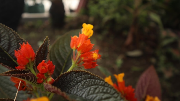 Alloplectus Plant, Riden Sunset, Begonia Negra, Chrysothemis pulchella, Copper Leaf, campane del tramonto.