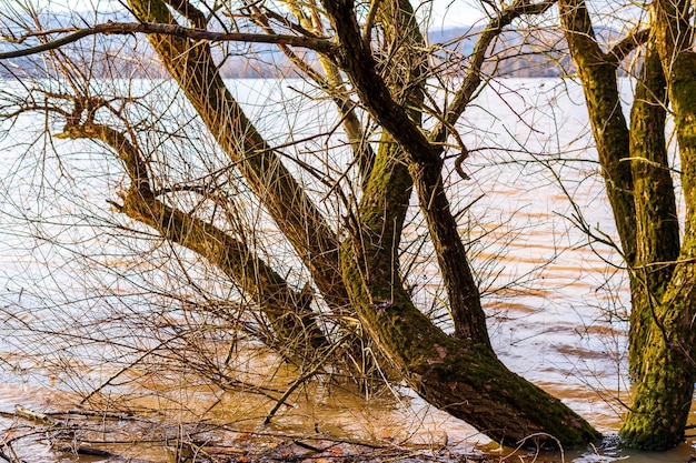 Alluvione sul fiume Danubio in primavera