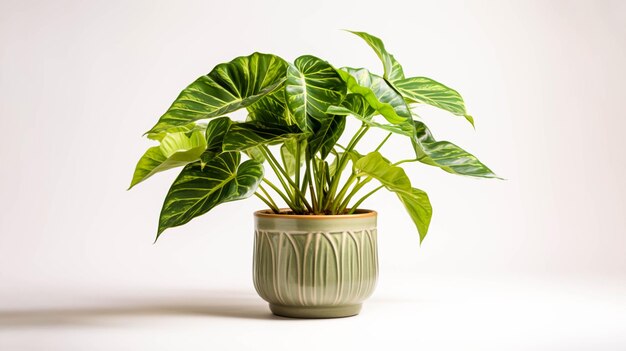 Alocasia Macrorrhiza 'Stingray' pianta su un vaso su sfondo bianco