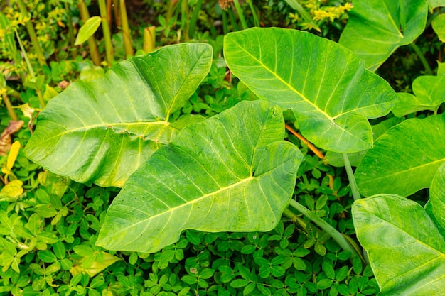 Alocasia macrorrhizos comunemente chiamato taro gigante o orecchie di elefante erette