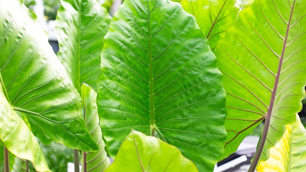 Alocasia macrorrhizos o Giant Taro o alocasia gigante lasciano lo sfondo