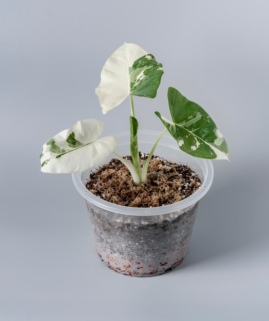 Alocasia macrorrhizos variegata in vaso di coccio messo in casa per decorare.