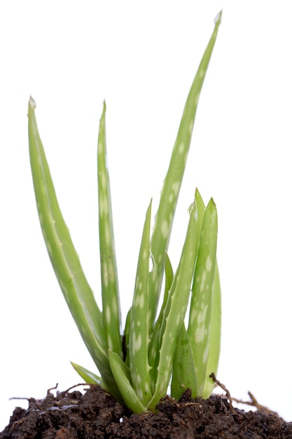 Aloe isolato su sfondo bianco