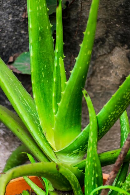 Aloe vera al giardino della serra