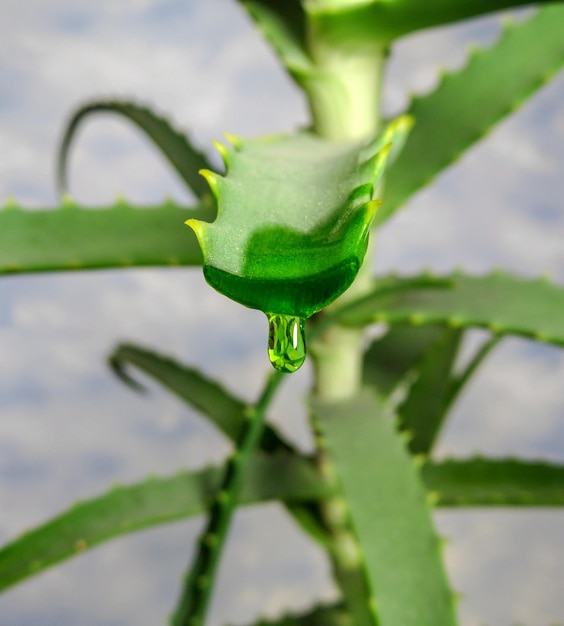 Aloe vera con succo