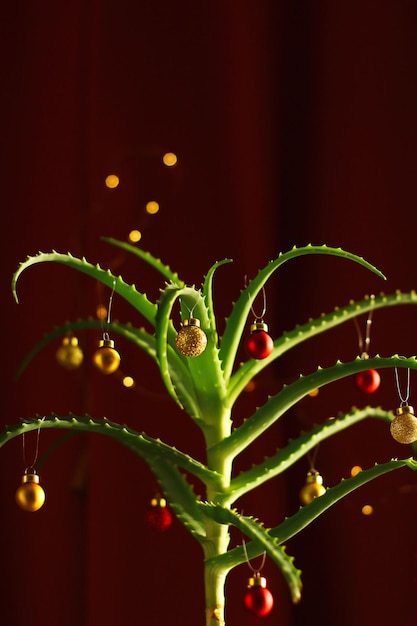 Aloe vera decorata con palle di albero di Natale all'interno della casa Albero di Natale della pianta domestica