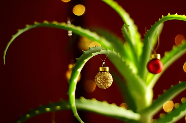 Aloe vera decorata con palle di albero di Natale all'interno della casa Albero di Natale della pianta domestica