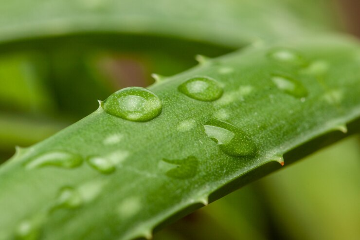 Aloe vera goccia di rugiada su una foglia