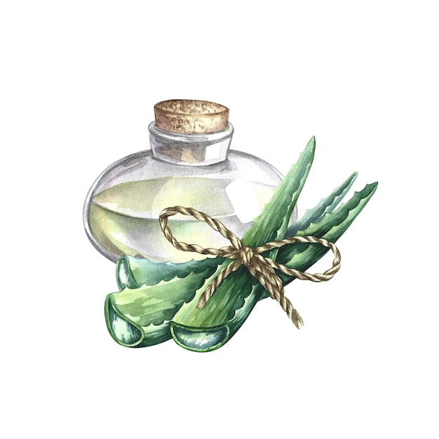 Aloe Vera. Illustrazione dell'acquerello.