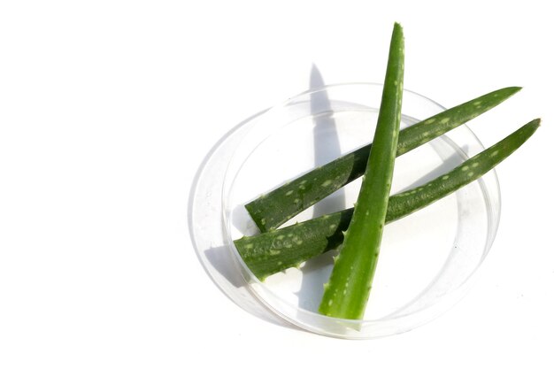 Aloe vera in capsule di Petri su sfondo bianco