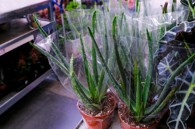 Aloe vera in vaso. in vendita in negozio. Scegliere la casa delle piante.