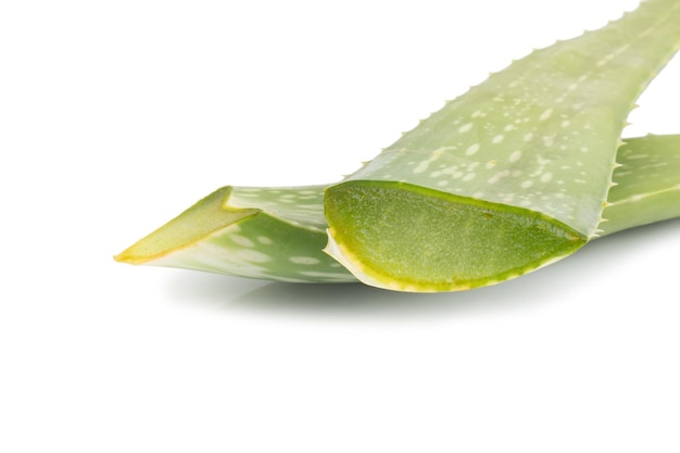 Aloe vera isolata su sfondo bianco