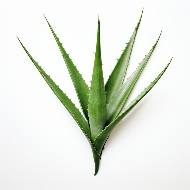 Aloe Vera Leaf Birdseyeview del design grafico modernista
