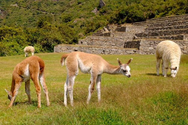 Alpaca a Machu Picchu Città perduta di Inca, Perù