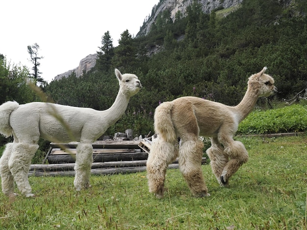 Alpaca adorabile ritratto lanuginoso che ti guarda