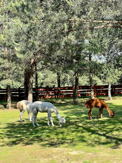 Alpaca al pascolo sull'erba nel cortile