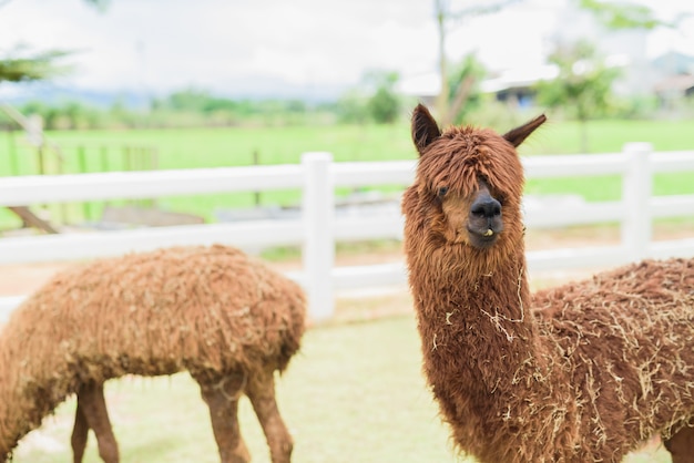 Alpaca allo zoo