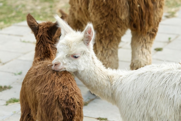 Alpaca animale vicino di testa divertente taglio di capelli e azione da masticare