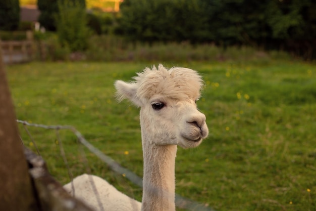 Alpaca bianca su un prato verde al tramonto