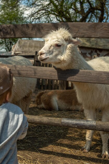 Alpaca bianco alzato in piedi in un paddock di legno