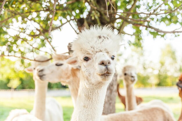 Alpaca carino con la faccia buffa rilassante nel ranch in una giornata estiva. Alpaca domestiche che pascono sul pascolo nel fondo naturale della campagna dell'azienda agricola di eco.