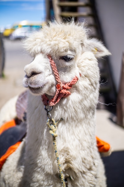 Alpaca da vicino