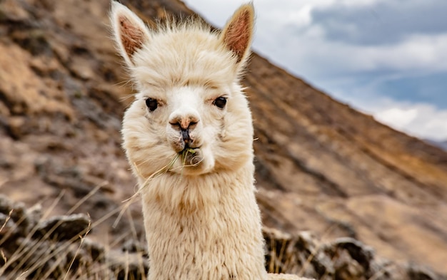 Alpaca nelle Ande del Perù