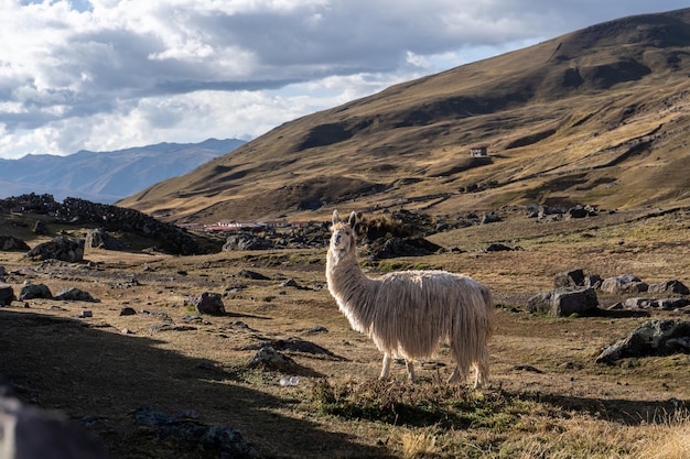 Alpaca nelle montagne del Perù