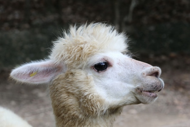 Alpaca, occhio