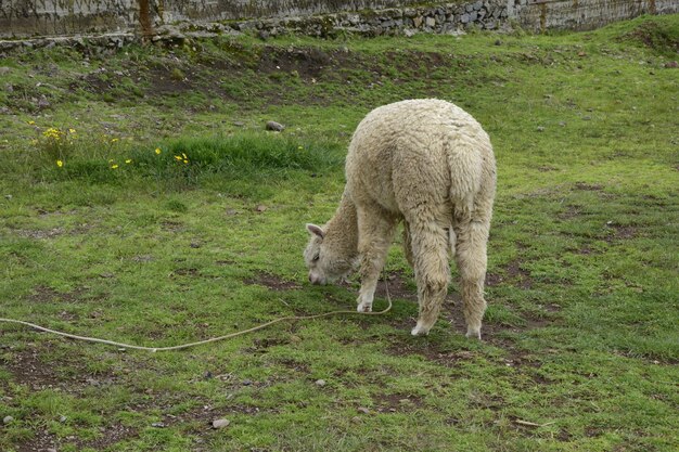 Alpaca pascola sul territorio rovine preistoriche Inca a Chucuito vicino a Puno Titicaca area del lago Perù