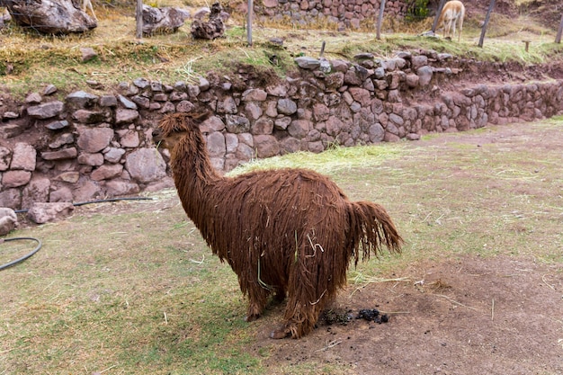 Alpaca peruviana Fattoria di lamaalpacaVicuna in PerùSud America animale andinoAlpaca è camelide sudamericano