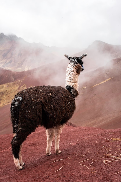 Alpaca peruviana nella valle rossa del Perù