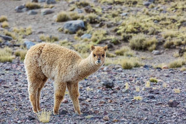 Alpaca peruviano nelle Ande