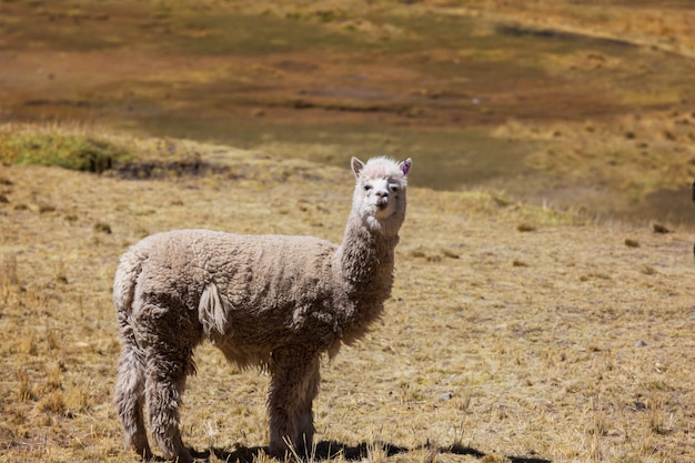 Alpaca peruviano nelle Ande