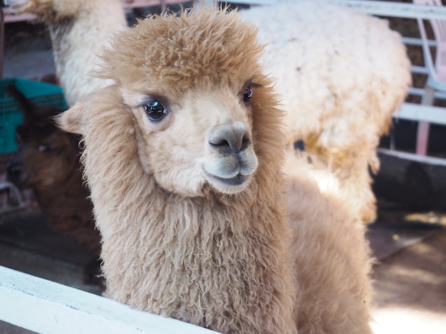 alpaca