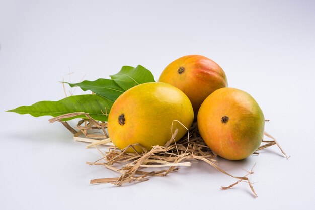 Alphonso Mango o Hapoos Aam è un frutto di stagione e succoso proveniente dall'India noto per la sua dolcezza, ricchezza e sapore. Su sfondo colorato. Messa a fuoco selettiva