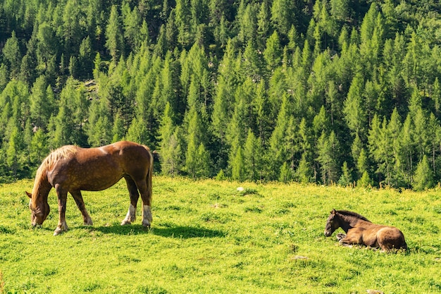 Alpi idilliache con cavalli al pascolo