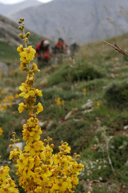 Alpinismo