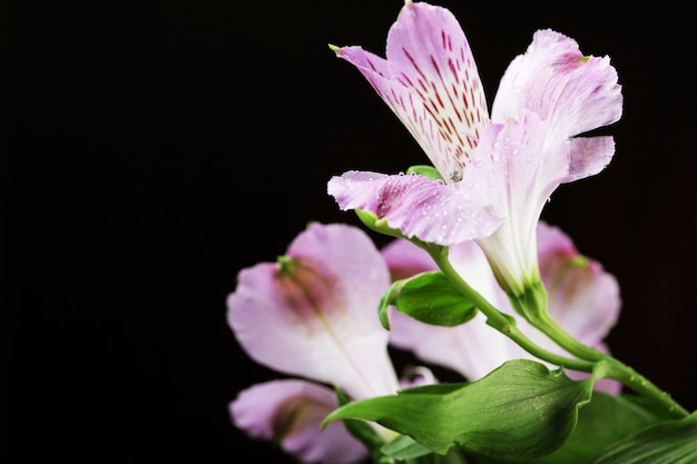 Alstroemeria di fiori viola