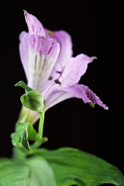 Alstroemeria di fiori viola