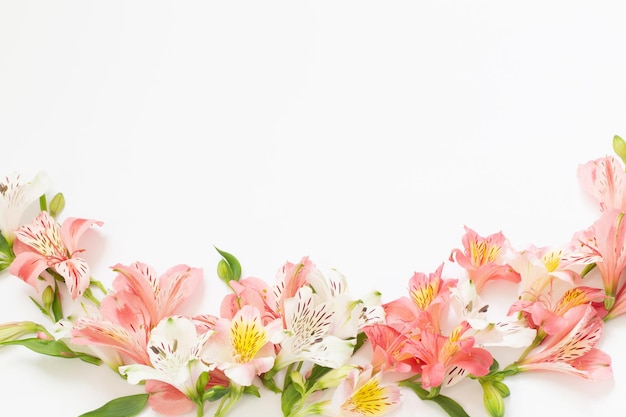 Alstroemeria fiori su sfondo bianco