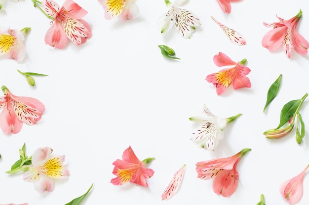 Alstroemeria fiori su sfondo bianco