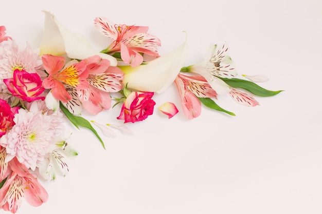 Alstroemeria fiori su sfondo bianco