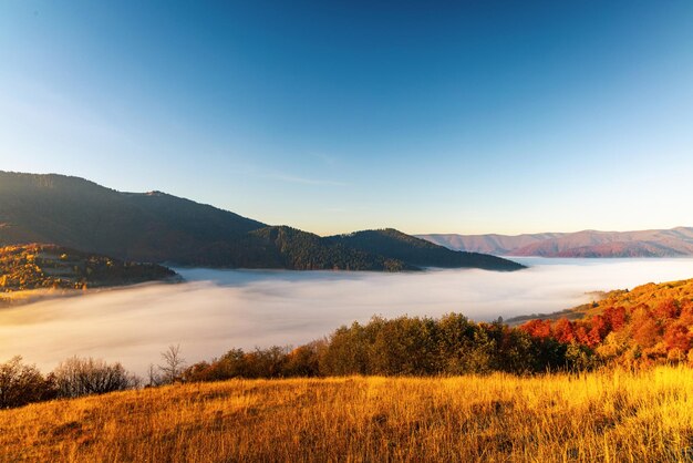 Alta collina con lussureggianti alberi colorati ed erba gialla secca contro la profonda gola coperta di nebbia pesante sotto il cielo blu rosa in autunno