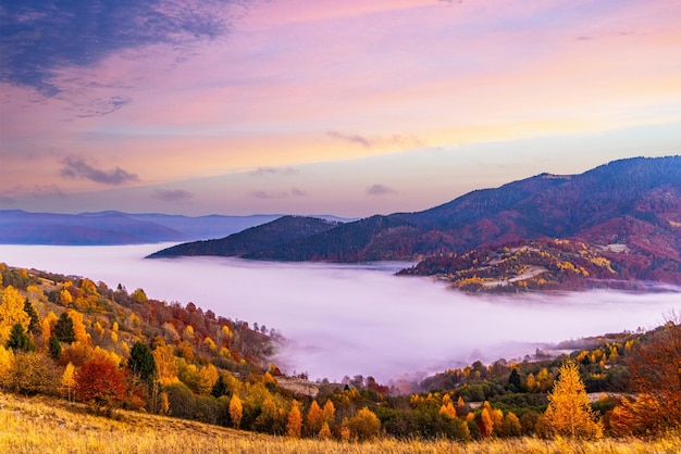 Alta collina con lussureggianti alberi colorati ed erba gialla secca contro la profonda gola coperta di nebbia pesante sotto il cielo blu rosa in autunno