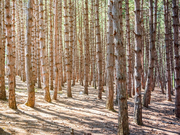 alta foresta di pini in una giornata estiva