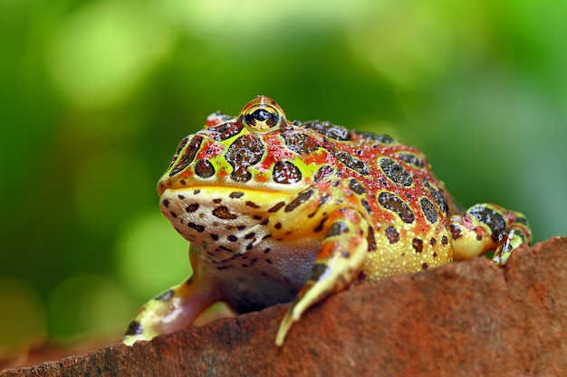 alta rana ornata rossa in ambiente naturale