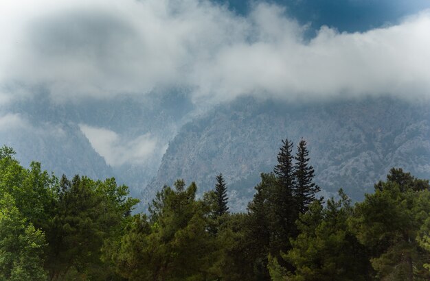 Alte montagne e verde pineta nel pomeriggio d'estate